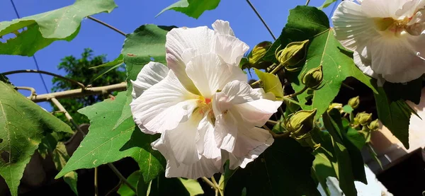 ハイビスカスムタビリスは開花植物で 世界中で栽培されています コットン ローズ ランド ロータス ディキシー ローズモロー コットン ローズモロー — ストック写真