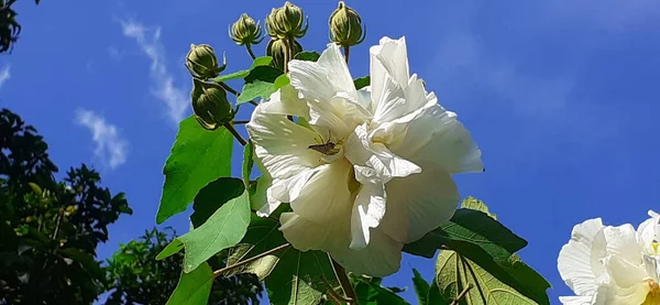 ハイビスカスムタビリスは開花植物で 世界中で栽培されています コットン ローズ ランド ロータス ディキシー ローズモロー コットン ローズモロー — ストック写真