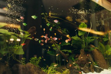 Melek balıkları, mercan resifleri ve balıklarla dolu su altı manzarası..