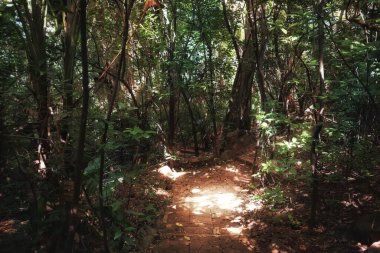 Botanik bahçesindeki ağaçtan düşen sıcak güneş ışığı.