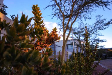Succulent plants sharing soil with an Acasia tree