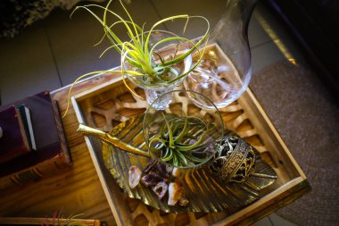 Tillandsia growing in Crystal vases