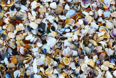 Renkli deniz kabukları ve arka plan için kum kaplı tropik deniz plajı, pankart duvar kağıdı, tekstil. Posterler için vahşi yaşam için güzel bir tasarım. Moda makro fotoğrafçılık