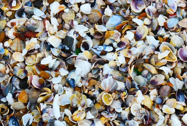 Praia Mar Tropical Coberta Com Conchas Coloridas Areia Para Fundo — Fotografia de Stock