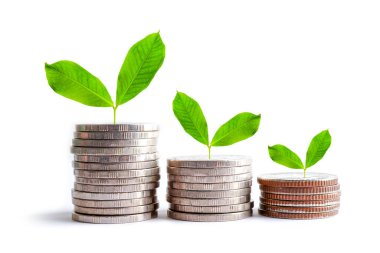 Green leaf plant on save money coins, Business finance saving banking investment concept.