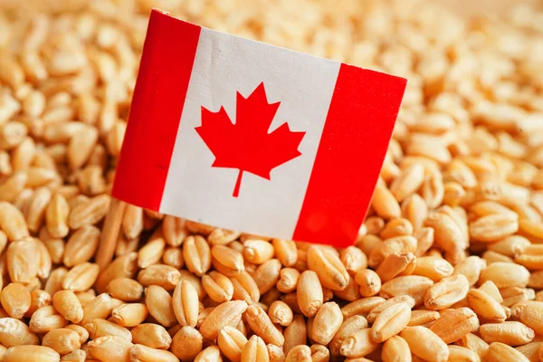 Canada on grain wheat, trade export and economy concept.