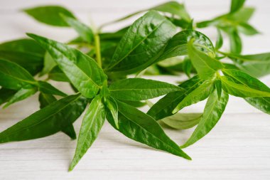 Kovid19 Coronavirus enfeksiyonunu tedavi etmek için bitki kapsüllü panikleme ya da kariyer yaprağı bitkisi..