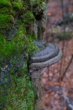 Ukrayna, Harkiv yakınlarındaki ormanda güzel bir gün. Kasım 2021. 