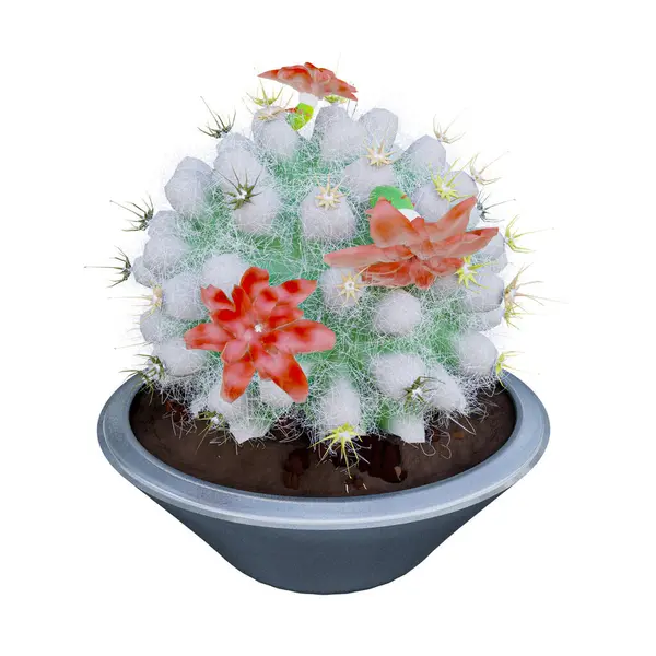 Kaktüs bitkisi şeffaf arkaplan.