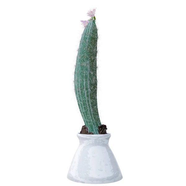 Tenceredeki kaktüs bitkisi beyaz arka planda izole edilmiş..