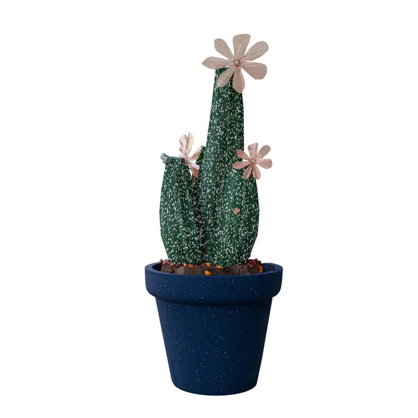 Tenceredeki kaktüs bitkisi beyaz arka planda izole edilmiş..