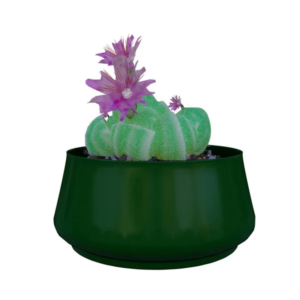 Tenceredeki kaktüs bitkisi beyaz arka planda izole edilmiş..