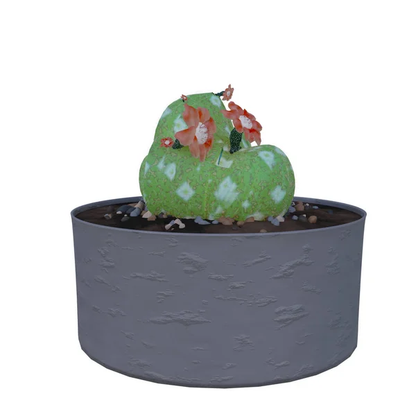 Plante Cactus Pot Isolée Sur Fond Blanc — Photo