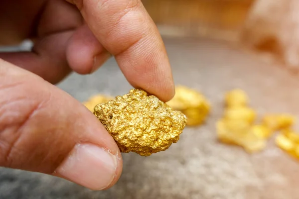 Eldeki madende bulunan saf altın cevheri. Bir parça altın..