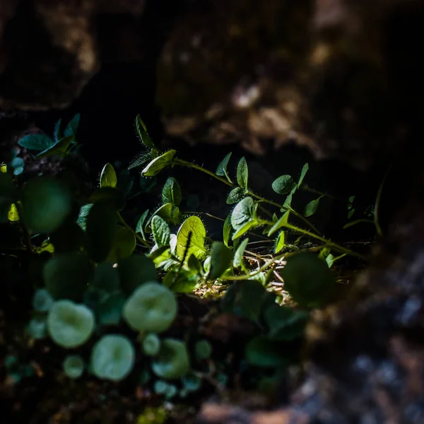 Işıkları ve kentsel karşıtlıkları tasvir eden fotoğraflar, modern ve eski