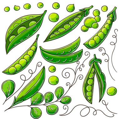 El çizimi biçiminde vektör çizimleri. Çocuk resimleri, meyveli posterler. Bezelye. Simge, işaret, iğne, çıkartma koleksiyonu