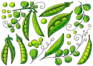 Bezelye. El çizimi biçiminde vektör çizimleri. Çocuk resimleri, meyveli posterler. Simge, işaret, iğne koleksiyonu