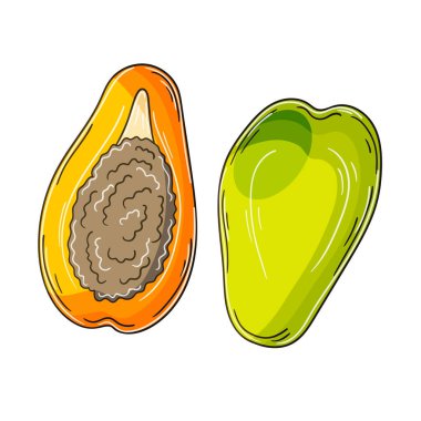 Papaya, kavun ağacı. El çizimi biçiminde vektör çizimleri. Çocuk resimleri, meyveli posterler. Simge, işaret, iğne, çıkartma koleksiyonu