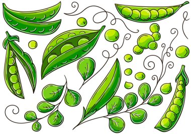 Bezelye. El çizimi biçiminde vektör çizimleri. Çocuk resimleri, meyveli posterler. Simge, iğne koleksiyonu