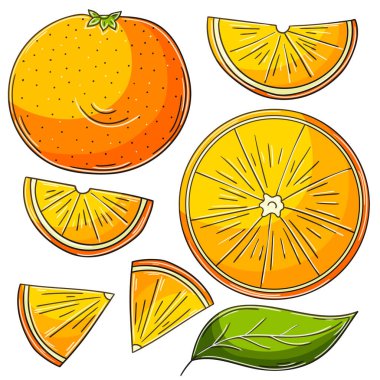 Portakal, mandalina. El çizimi biçiminde vektör çizimleri. Çocuk resimleri, meyveli posterler. Çıkartma koleksiyonu