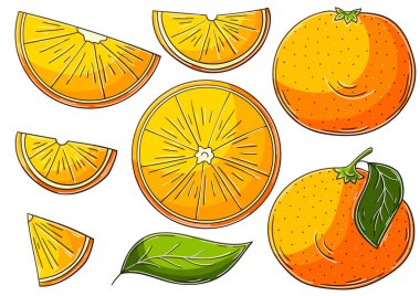 Portakal, mandalina. El çizimi biçiminde vektör çizimleri. Çocuk resimleri, meyveli posterler. Simge, işaret, çıkartma koleksiyonu