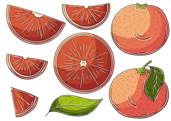 Pamplemousse Orange Rouge Ensemble Illustrations Vectorielles Style Dessiné Main Dessins — Image vectorielle