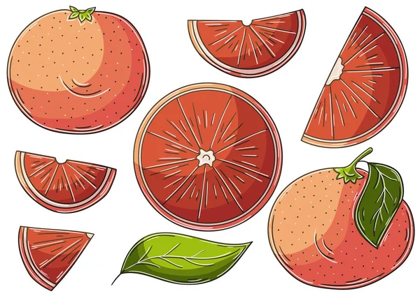 Pamplemousse Orange Rouge Ensemble Illustrations Vectorielles Style Dessiné Main Dessins — Image vectorielle