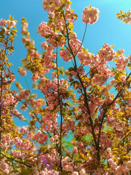 Gałęzie Sakura Kwitnące — Zdjęcie stockowe