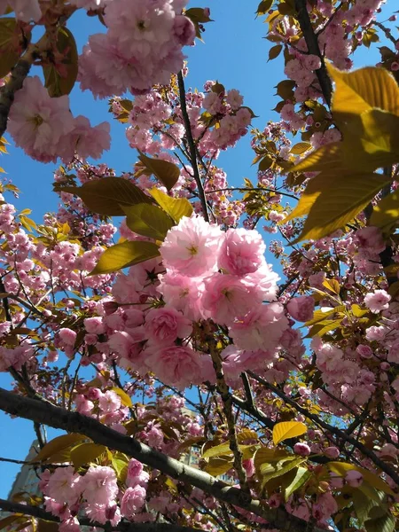 Kwitnące Gałęzie Sakury — Zdjęcie stockowe