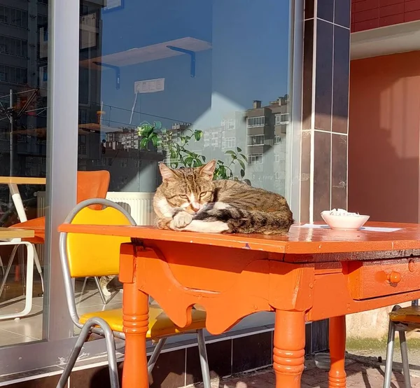 Chat Sur Table Orange — Photo