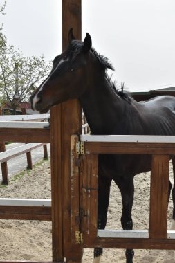 Siyah at yeleye girdi.