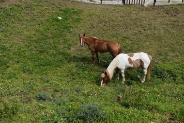 Atlar çayırda otluyor.