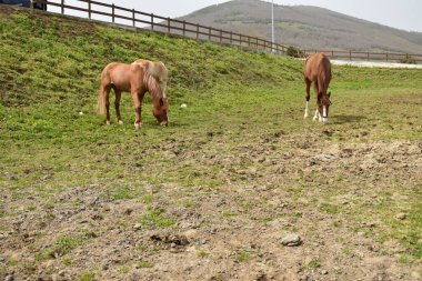 Atlar çayırda otluyor.