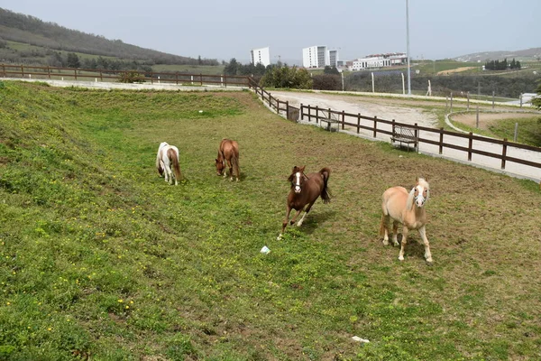Активные Лошади Лугу — стоковое фото