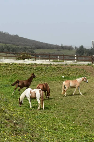 Aktive Pferde Auf Der Weide — Stockfoto