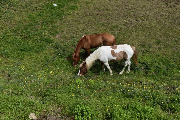 Chevaux Broutant Dans Prairie — Photo