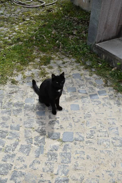 Seekor Kucing Hitam Duduk Trotoar — Stok Foto