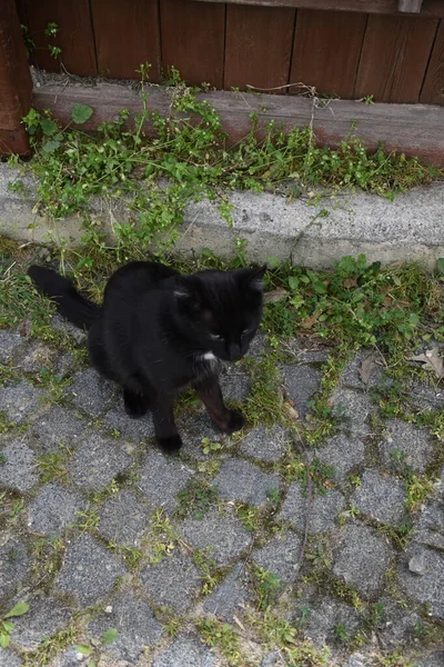 Czarny Kot Siedzący Chodniku — Zdjęcie stockowe