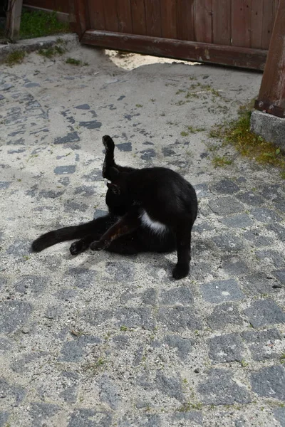 Gato Negro Lamiendo Pavimento —  Fotos de Stock