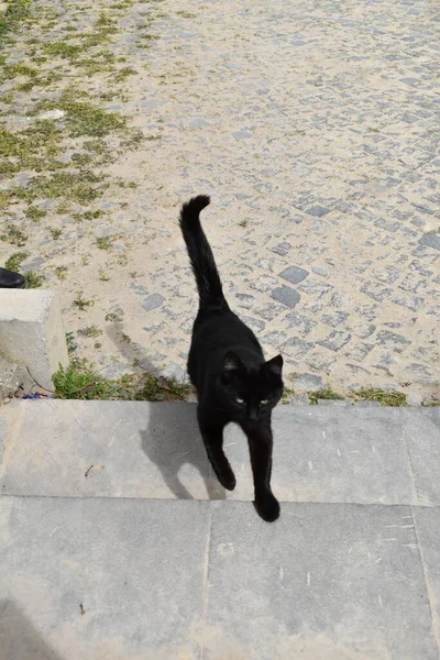 Gato Negro Subiendo —  Fotos de Stock