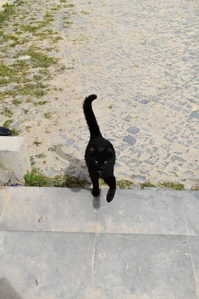 Czarny Kot Idzie Górę — Zdjęcie stockowe