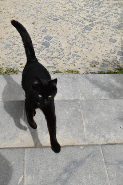 Czarny Kot Idzie Górę — Zdjęcie stockowe