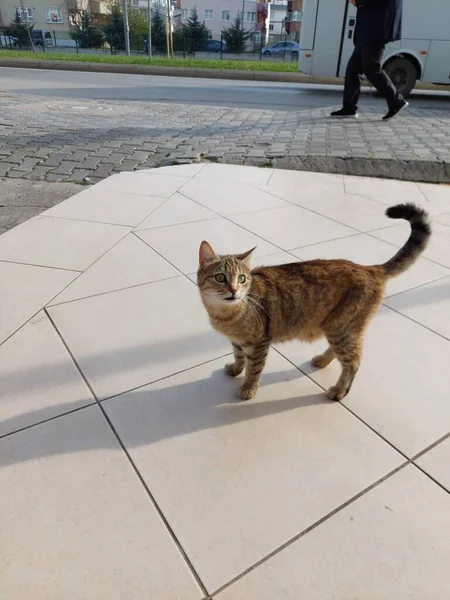 Kucing Sedih Jalan — Stok Foto