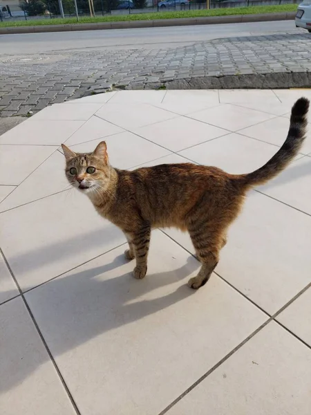 Kucing Takut Jalan — Stok Foto
