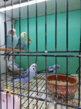 Kafesteki papağanlar