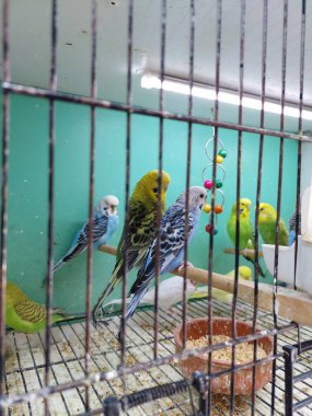 Kafesteki muhabbet kuşları