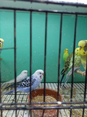 Kafesteki papağanlar
