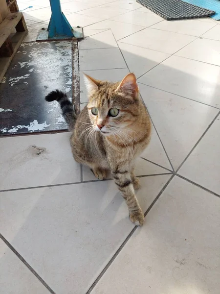 Katten Der Sidder Ved Butikken - Stock-foto