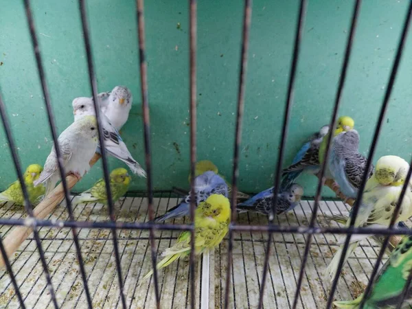 Papużki Klatce — Zdjęcie stockowe