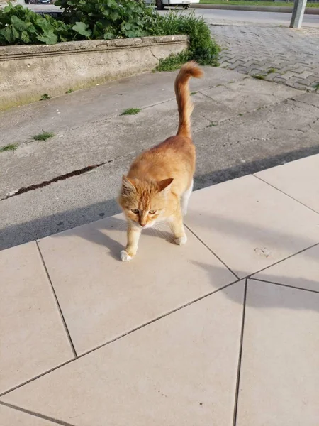 Pomarańczowy Kot Mieście — Zdjęcie stockowe
